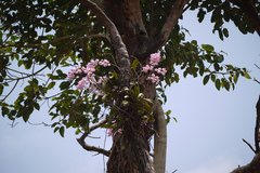 Aerides crispum